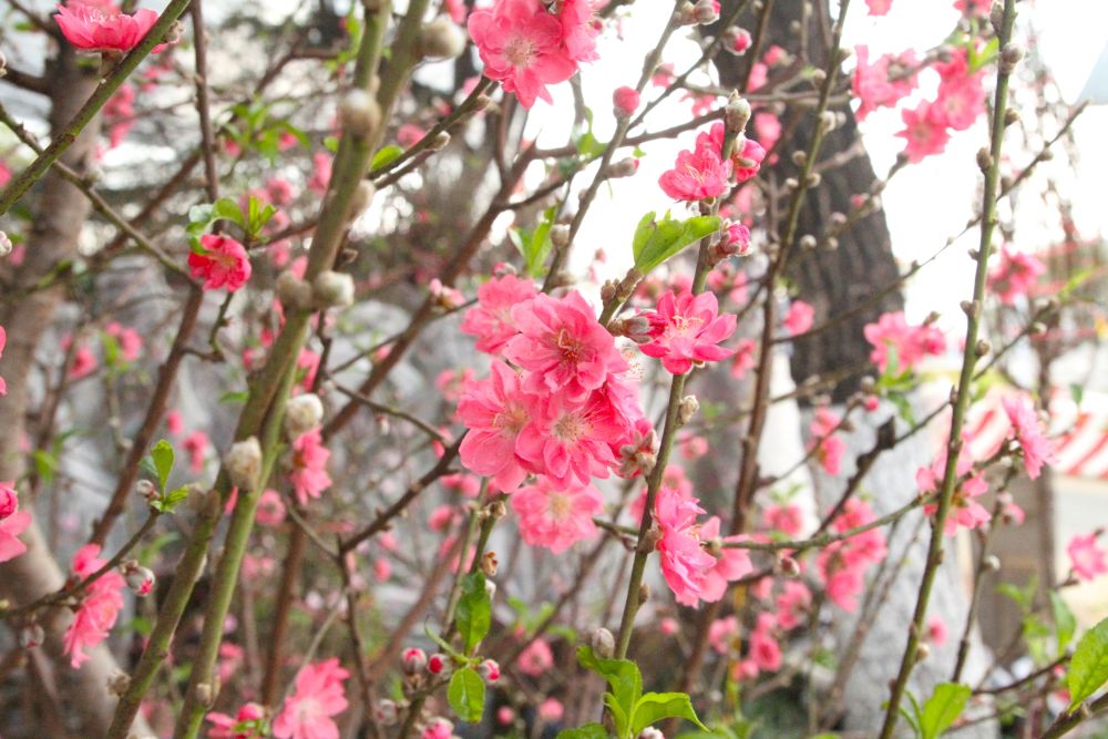 Gọi đào 3 miền. Miền Bắc