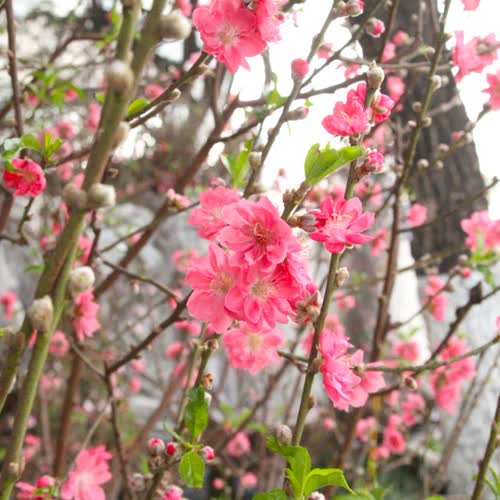 Gọi đào 3 miền. Miền Bắc