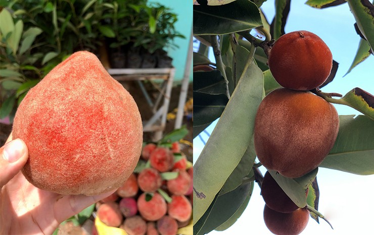 Gọi đào 3 miền. Miền Nam